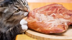 Zašto mačke ne mogu jesti svinjetinu?